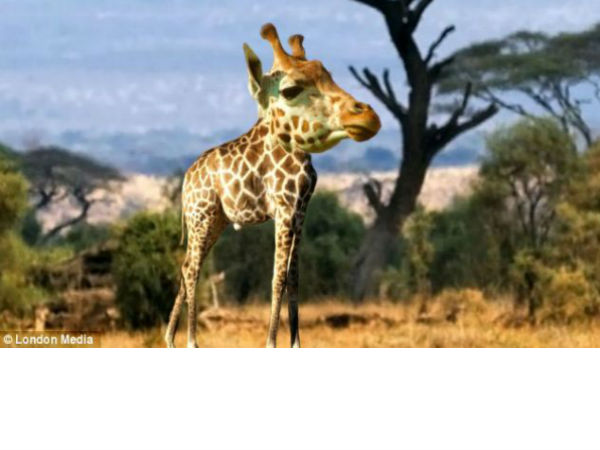 ಕುತ್ತಿಗೆ ಇಲ್ಲದ ಪ್ರಾಣಿಗಳು! ಕುತ್ತಿಗೆ ಇಲ್ಲದ ಪ್ರಾಣಿಗಳು!