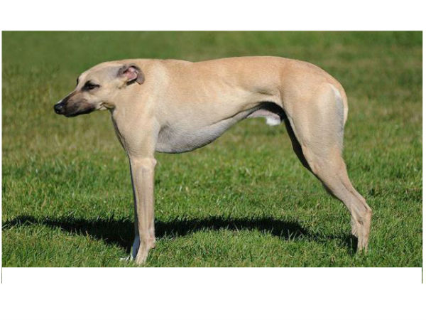 ಕುತ್ತಿಗೆ ಇಲ್ಲದ ಪ್ರಾಣಿಗಳು! ಕುತ್ತಿಗೆ ಇಲ್ಲದ ಪ್ರಾಣಿಗಳು!