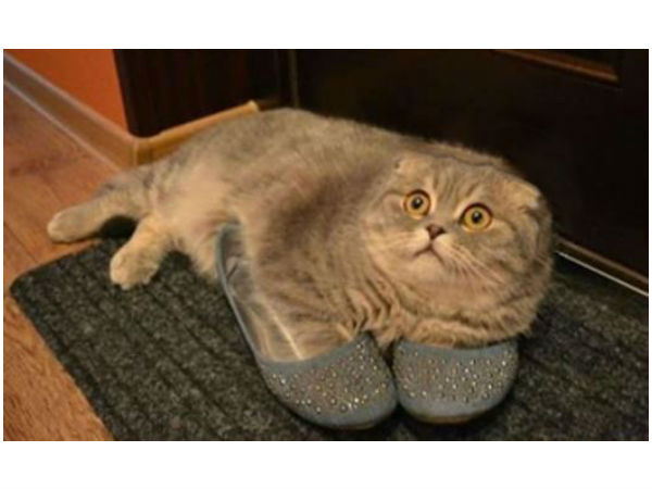 ಕುತ್ತಿಗೆ ಇಲ್ಲದ ಪ್ರಾಣಿಗಳು! ಕುತ್ತಿಗೆ ಇಲ್ಲದ ಪ್ರಾಣಿಗಳು!