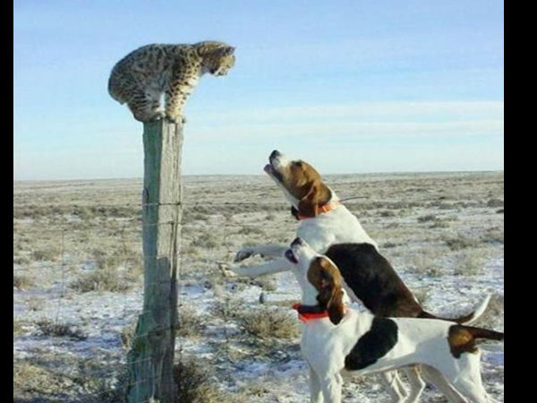 ಫನ್ನಿ ಫೋಟೋ ನೋಡಿ. ಎಂಜಾಯ್‌ ಮಾಡಿ