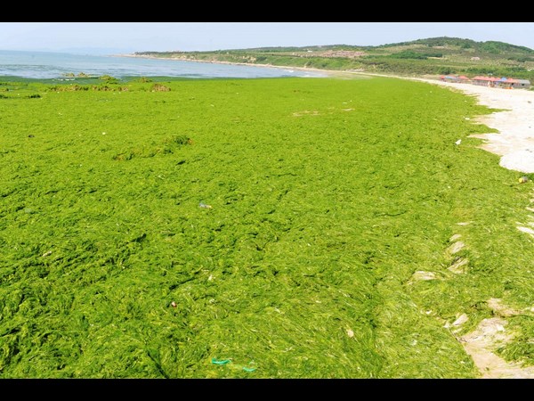 ಪಾಚಿಯಲ್ಲಿ ಸಮುದ್ರ: ಪಾಚಿ ಬೆಳವಣಿಗೆಗೆ ಕಂಗಾಲಾದ ಚೀನಾ