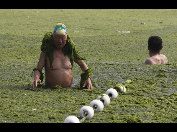 ಪಾಚಿಯಲ್ಲಿ ಸಮುದ್ರ: ಪಾಚಿ ಬೆಳವಣಿಗೆಗೆ ಕಂಗಾಲಾದ ಚೀನಾ