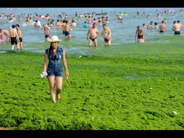 ಪಾಚಿಯಲ್ಲಿ ಸಮುದ್ರ: ಪಾಚಿ ಬೆಳವಣಿಗೆಗೆ ಕಂಗಾಲಾದ ಚೀನಾ