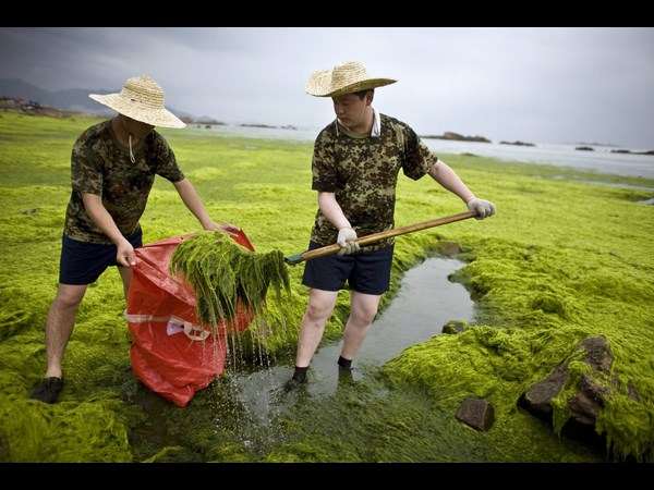 ಪಾಚಿಯಲ್ಲಿ ಸಮುದ್ರ: ಪಾಚಿ ಬೆಳವಣಿಗೆಗೆ ಕಂಗಾಲಾದ ಚೀನಾ