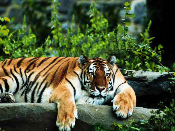 ಕುತ್ತಿಗೆ ಇಲ್ಲದ ಪ್ರಾಣಿಗಳು ಕುತ್ತಿಗೆ ಇಲ್ಲದ ಪ್ರಾಣಿಗಳು