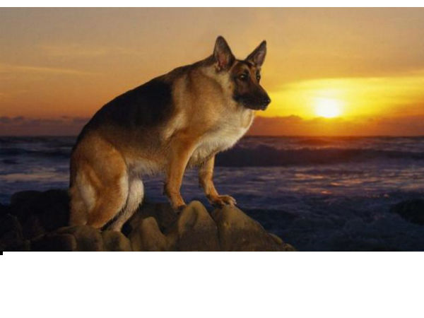 ಕುತ್ತಿಗೆ ಇಲ್ಲದ ಪ್ರಾಣಿಗಳು ಕುತ್ತಿಗೆ ಇಲ್ಲದ ಪ್ರಾಣಿಗಳು