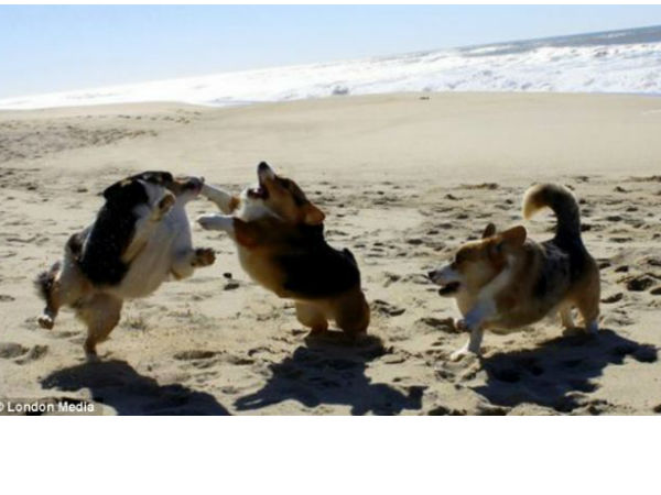 ಕುತ್ತಿಗೆ ಇಲ್ಲದ ಪ್ರಾಣಿಗಳು ಕುತ್ತಿಗೆ ಇಲ್ಲದ ಪ್ರಾಣಿಗಳು