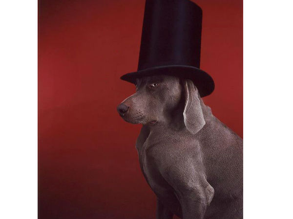 ಕುತ್ತಿಗೆ ಇಲ್ಲದ ಪ್ರಾಣಿಗಳು ಕುತ್ತಿಗೆ ಇಲ್ಲದ ಪ್ರಾಣಿಗಳು