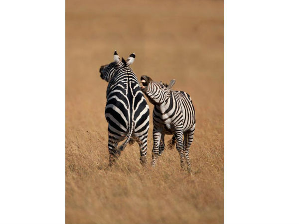 ಕುತ್ತಿಗೆ ಇಲ್ಲದ ಪ್ರಾಣಿಗಳು ಕುತ್ತಿಗೆ ಇಲ್ಲದ ಪ್ರಾಣಿಗಳು