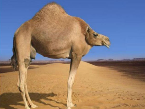 ಕುತ್ತಿಗೆ ಇಲ್ಲದ ಪ್ರಾಣಿಗಳು ಕುತ್ತಿಗೆ ಇಲ್ಲದ ಪ್ರಾಣಿಗಳು