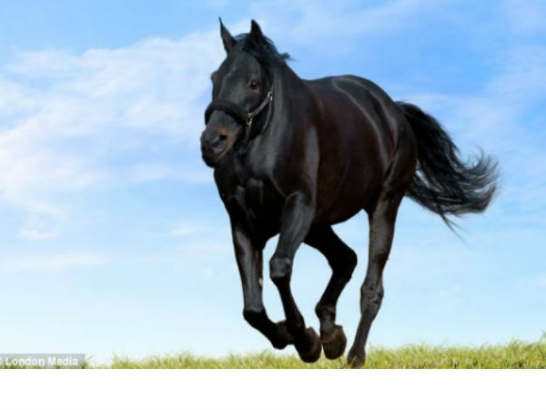 ಕುತ್ತಿಗೆ ಇಲ್ಲದ ಪ್ರಾಣಿಗಳು ಕುತ್ತಿಗೆ ಇಲ್ಲದ ಪ್ರಾಣಿಗಳು