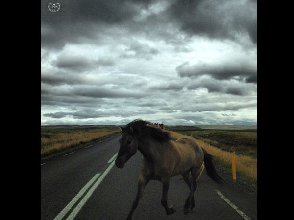 2013 IPPA ಪ್ರಶಸ್ತಿ ಪಡೆದ ಫೋಟೋಗಳು