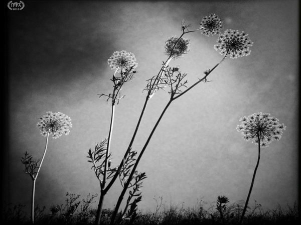 2013 IPPA ಪ್ರಶಸ್ತಿ ಪಡೆದ ಫೋಟೋಗಳು