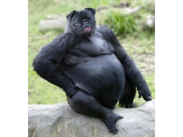 ಕಂಪ್ಯೂಟರ್ ಹೈ ಬ್ರಿಡ್ ಪ್ರಾಣಿ/ಪಕ್ಷಿಗಳು ಕಂಪ್ಯೂಟರ್ ಹೈ ಬ್ರಿಡ್ ಪ್ರಾಣಿ/ಪಕ್ಷಿಗಳು