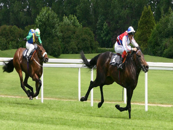 ಕಂಪ್ಯೂಟರ್ ಹೈ ಬ್ರಿಡ್ ಪ್ರಾಣಿ/ಪಕ್ಷಿಗಳು ಕಂಪ್ಯೂಟರ್ ಹೈ ಬ್ರಿಡ್ ಪ್ರಾಣಿ/ಪಕ್ಷಿಗಳು