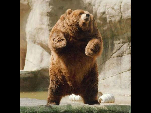 ಕಂಪ್ಯೂಟರ್ ಹೈ ಬ್ರಿಡ್ ಪ್ರಾಣಿ/ಪಕ್ಷಿಗಳು ಕಂಪ್ಯೂಟರ್ ಹೈ ಬ್ರಿಡ್ ಪ್ರಾಣಿ/ಪಕ್ಷಿಗಳು