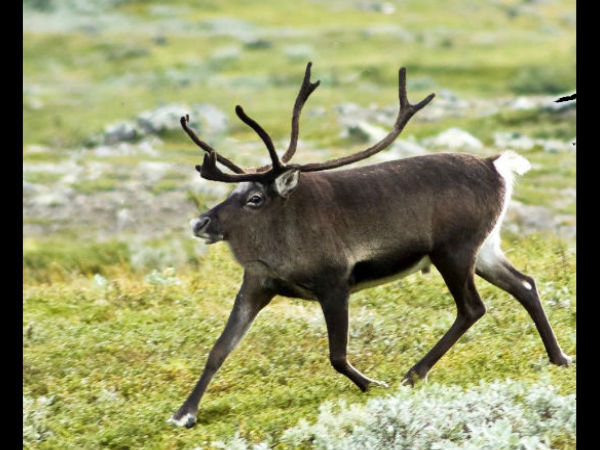 ಕಂಪ್ಯೂಟರ್ ಹೈ ಬ್ರಿಡ್ ಪ್ರಾಣಿ/ಪಕ್ಷಿಗಳು ಕಂಪ್ಯೂಟರ್ ಹೈ ಬ್ರಿಡ್ ಪ್ರಾಣಿ/ಪಕ್ಷಿಗಳು