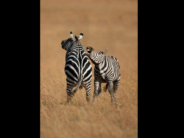 ಕಂಪ್ಯೂಟರ್ ಹೈ ಬ್ರಿಡ್ ಪ್ರಾಣಿ/ಪಕ್ಷಿಗಳು ಕಂಪ್ಯೂಟರ್ ಹೈ ಬ್ರಿಡ್ ಪ್ರಾಣಿ/ಪಕ್ಷಿಗಳು