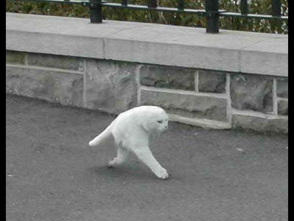 ಕಂಪ್ಯೂಟರ್ ಹೈ ಬ್ರಿಡ್ ಪ್ರಾಣಿ/ಪಕ್ಷಿಗಳು ಕಂಪ್ಯೂಟರ್ ಹೈ ಬ್ರಿಡ್ ಪ್ರಾಣಿ/ಪಕ್ಷಿಗಳು