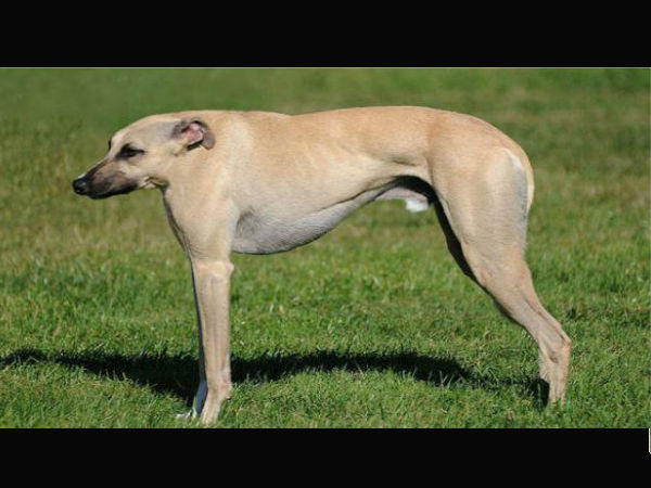 ಕಂಪ್ಯೂಟರ್ ಹೈ ಬ್ರಿಡ್ ಪ್ರಾಣಿ/ಪಕ್ಷಿಗಳು ಕಂಪ್ಯೂಟರ್ ಹೈ ಬ್ರಿಡ್ ಪ್ರಾಣಿ/ಪಕ್ಷಿಗಳು