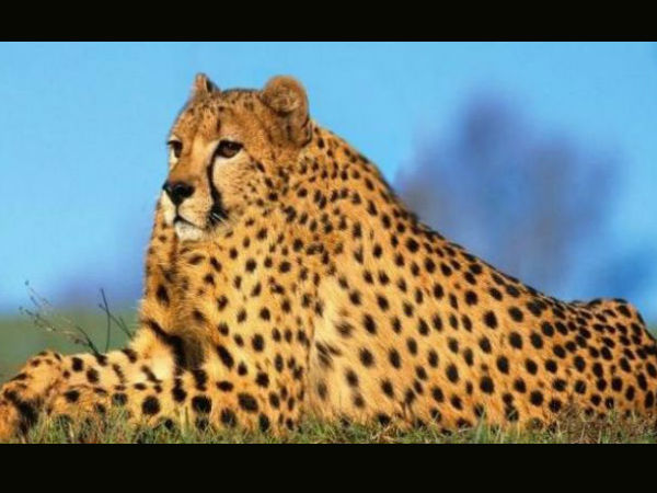 ಕಂಪ್ಯೂಟರ್ ಹೈ ಬ್ರಿಡ್ ಪ್ರಾಣಿ/ಪಕ್ಷಿಗಳು ಕಂಪ್ಯೂಟರ್ ಹೈ ಬ್ರಿಡ್ ಪ್ರಾಣಿ/ಪಕ್ಷಿಗಳು