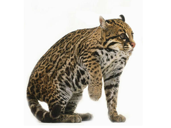 ಕಂಪ್ಯೂಟರ್ ಹೈ ಬ್ರಿಡ್ ಪ್ರಾಣಿ/ಪಕ್ಷಿಗಳು ಕಂಪ್ಯೂಟರ್ ಹೈ ಬ್ರಿಡ್ ಪ್ರಾಣಿ/ಪಕ್ಷಿಗಳು