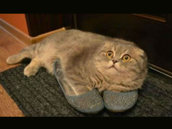 ಕಂಪ್ಯೂಟರ್ ಹೈ ಬ್ರಿಡ್ ಪ್ರಾಣಿ/ಪಕ್ಷಿಗಳು ಕಂಪ್ಯೂಟರ್ ಹೈ ಬ್ರಿಡ್ ಪ್ರಾಣಿ/ಪಕ್ಷಿಗಳು