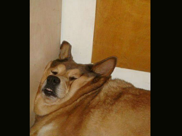 ಕಂಪ್ಯೂಟರ್ ಹೈ ಬ್ರಿಡ್ ಪ್ರಾಣಿ/ಪಕ್ಷಿಗಳು ಕಂಪ್ಯೂಟರ್ ಹೈ ಬ್ರಿಡ್ ಪ್ರಾಣಿ/ಪಕ್ಷಿಗಳು