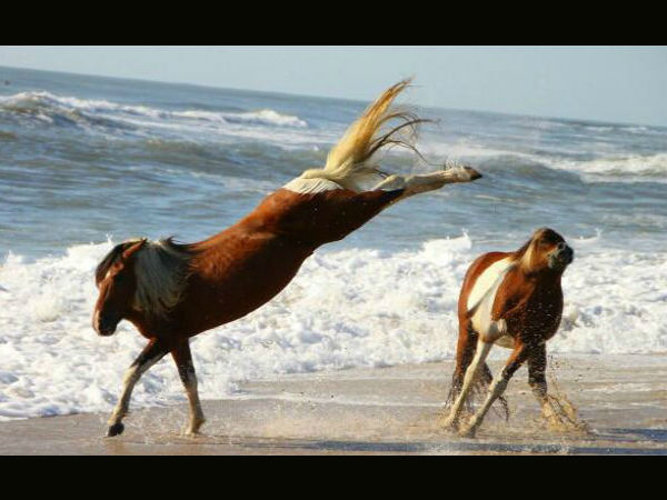 ಕಂಪ್ಯೂಟರ್ ಹೈ ಬ್ರಿಡ್ ಪ್ರಾಣಿ/ಪಕ್ಷಿಗಳು ಕಂಪ್ಯೂಟರ್ ಹೈ ಬ್ರಿಡ್ ಪ್ರಾಣಿ/ಪಕ್ಷಿಗಳು