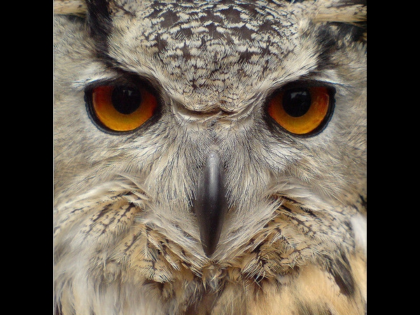 ಸ್ಮಾರ್ಟ್ಫೋನಲ್ಲೇ ಗುಣಮಟ್ಟದ ಫೋಟೋ ಕ್ಲಿಕ್ ಮಾಡಿ! ಸ್ಮಾರ್ಟ್ಫೋನಲ್ಲೇ ಗುಣಮಟ್ಟದ ಫೋಟೋ ಕ್ಲಿಕ್ ಮಾಡಿ!