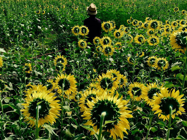 ಐಫೋನ್ 6 ಕ್ಯಾಮೆರಾ ಕೈಚಳಕ