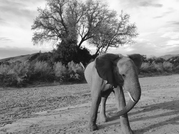 ಐಫೋನ್ 6 ಕ್ಯಾಮೆರಾ ಕೈಚಳಕ