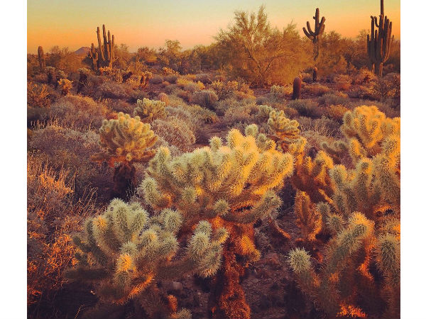 ಐಫೋನ್ 6 ಕ್ಯಾಮೆರಾ ಕೈಚಳಕ