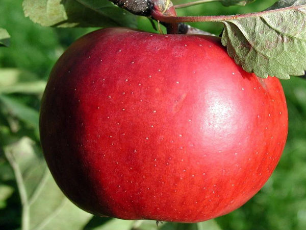 ಆಪಲ್ ಲೋಗೋ