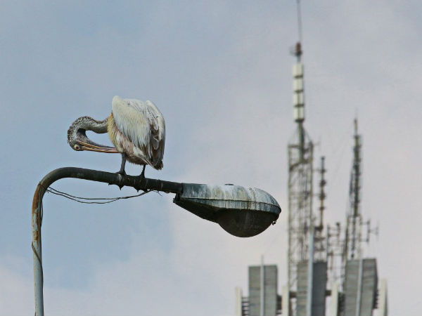 ಸೋನಿ ಫೋಟೋಗ್ರಫಿ ಅವಾರ್ಡ್ಸ್