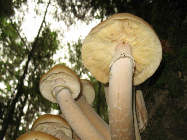 ದೊಡ್ಡದಾದ ಜೀವಿ ದೊಡ್ಡದಾದ ಜೀವಿ