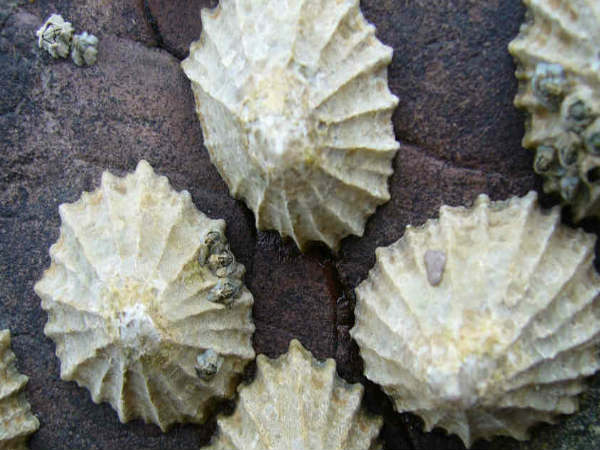 ಸದೃಢ ಸ್ವಾಭಾವಿಕ ವಸ್ತು ಸದೃಢ ಸ್ವಾಭಾವಿಕ ವಸ್ತು