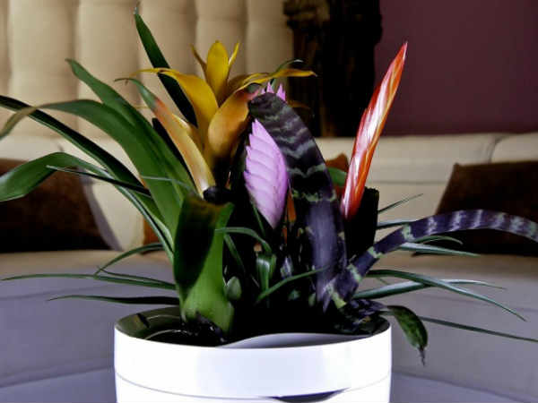 ಪ್ಯಾರಟ್ ಪಾಟ್ ಪ್ಯಾರಟ್ ಪಾಟ್