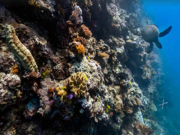 ಆಸ್ಟ್ರೇಲಿಯನ್ ಲ್ಯಾಂಡ್ ಮಾಸ್