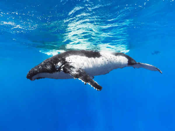 ಕುಕ್ ಐಲ್ಯಾಂಡ್ಸ್