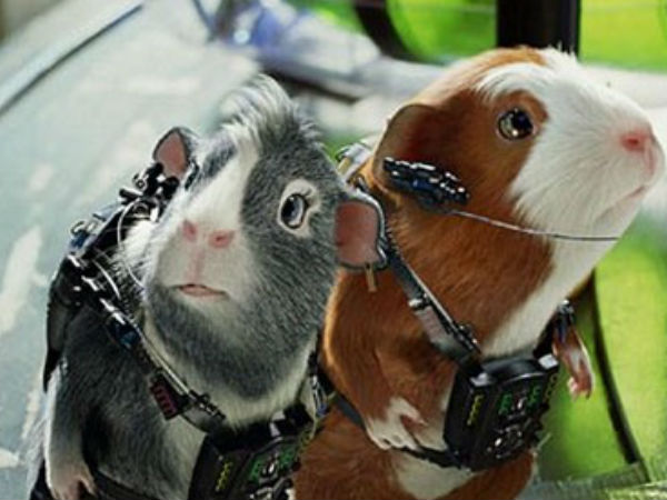 ಗುನಿಯಾ ಪಿಗ್ 