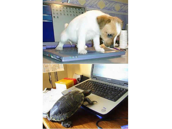 ನಾಯಿ ಮತ್ತು ಆಮೆಯಾಟ