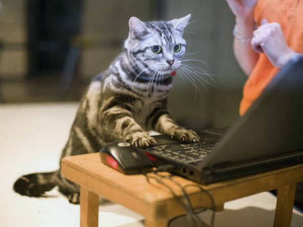 ಬೆಕ್ಕಿನಾಟ