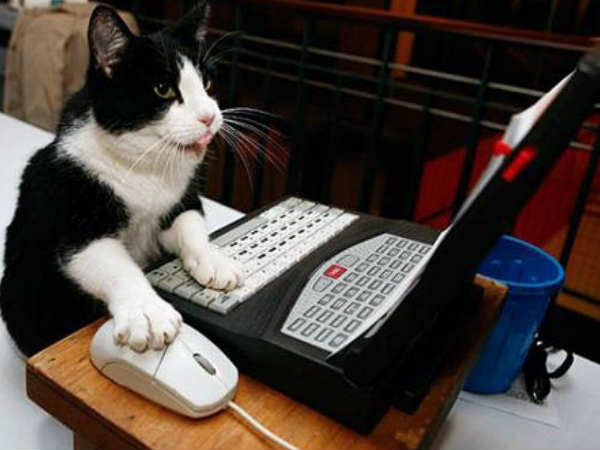 ವ್ಯವಹಾರಸ್ಥ ಬೆಕ್ಕು