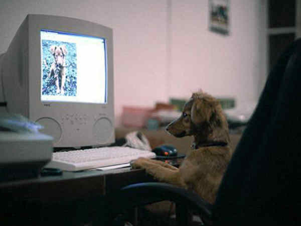 ನಾಯಿಯಾಟ