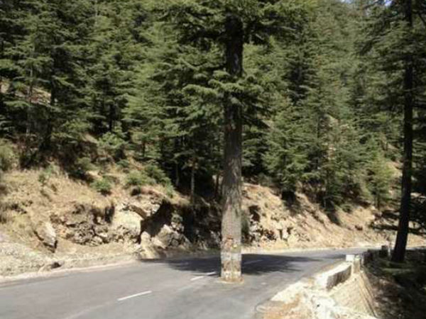 ಎಚ್ಚರಿಕೆ ಮರ ಇದೆ