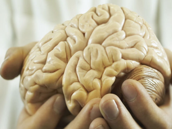 ಮಾನವನ ಮೆದುಳು