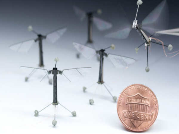 ನೀರಿನಲ್ಲಿ ಹಾರುವ ಕೀಟ ನೀರಿನಲ್ಲಿ ಹಾರುವ ಕೀಟ