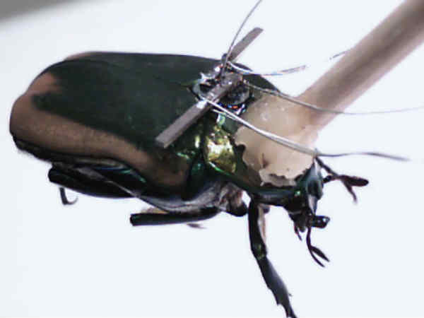 ಹಾರುವ ಶಕ್ತಿ ಹಾರುವ ಶಕ್ತಿ