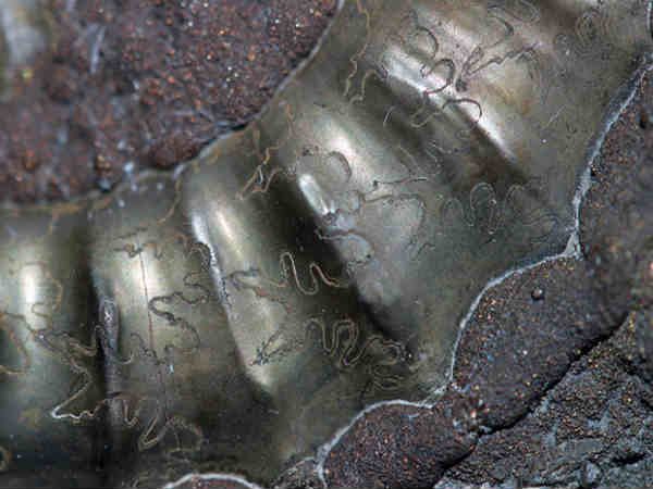 ಏಲಿಯನ್ಸ್ ಪಳೆಯುಳಿಕೆಗಳು